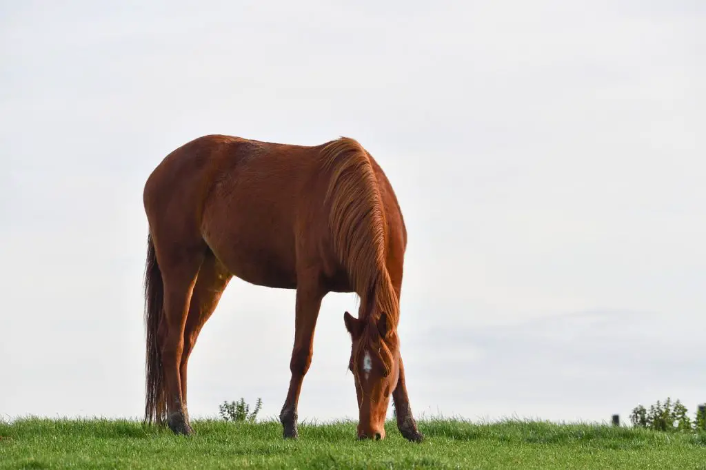 Horse’s Topline