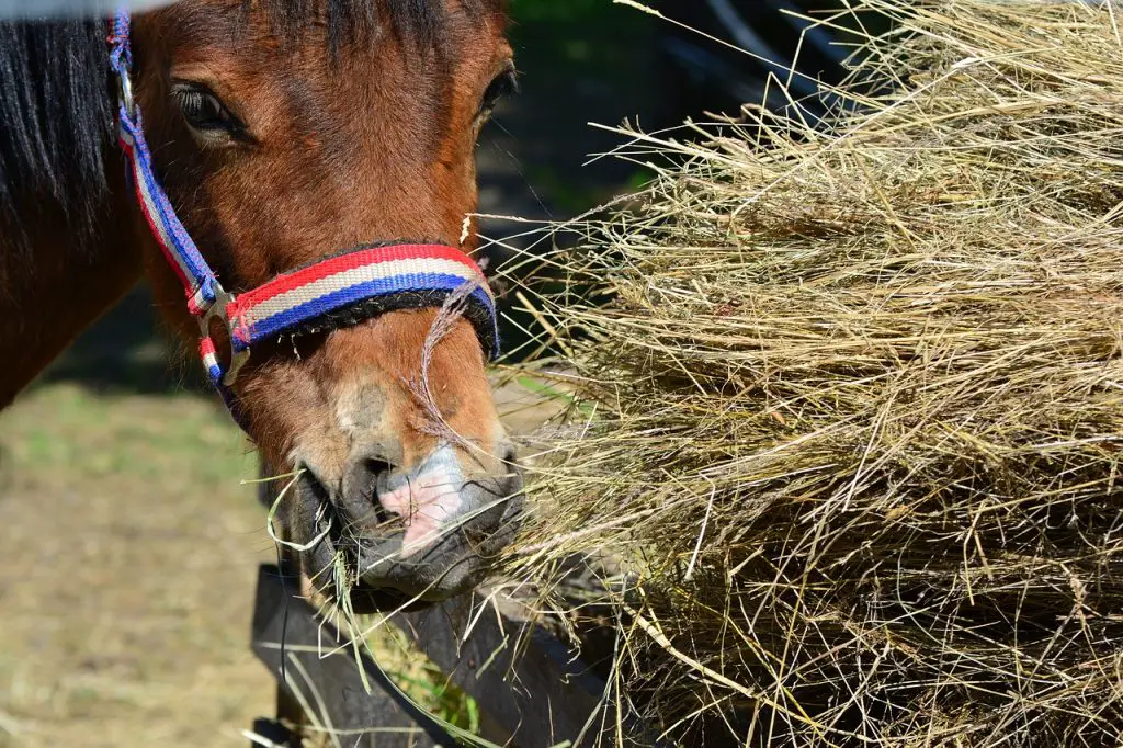 Hay Selection for Horses