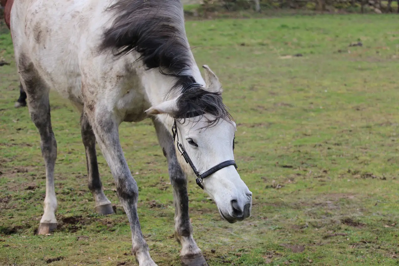 Headshaking Syndrome on Horses