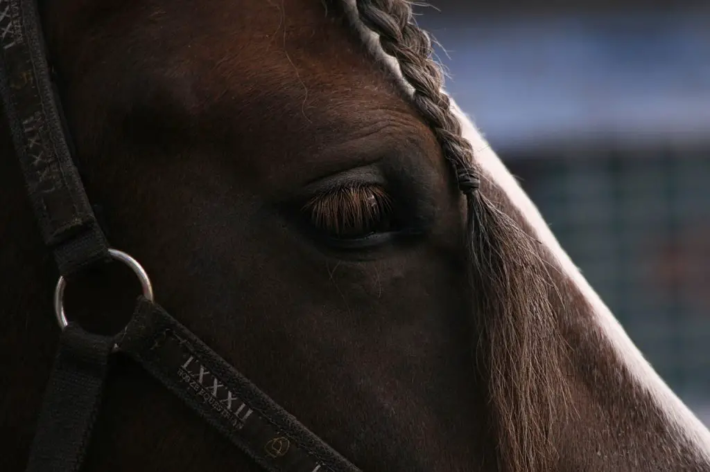 Your Horse's Night Vision