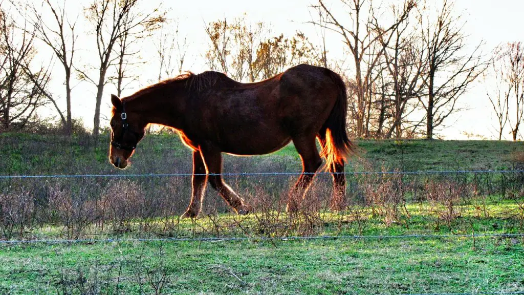 How to deal with ragwort in a horse paddock