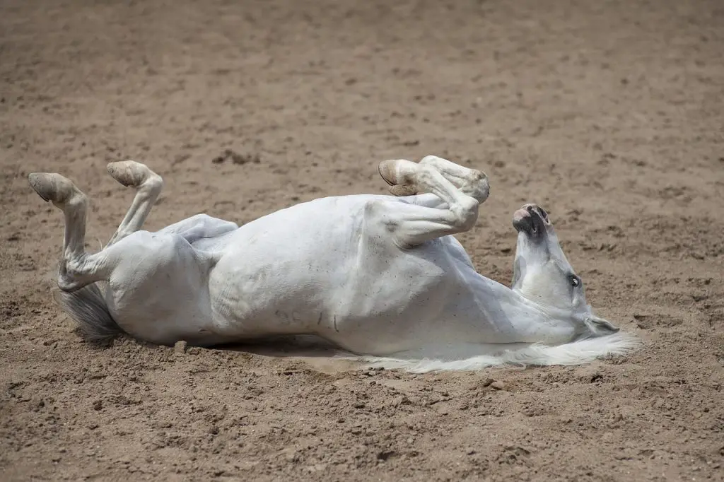 Funny Things That Horses Do And Why They Do Them