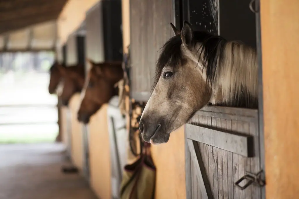 The Latest on Strangles in Horses