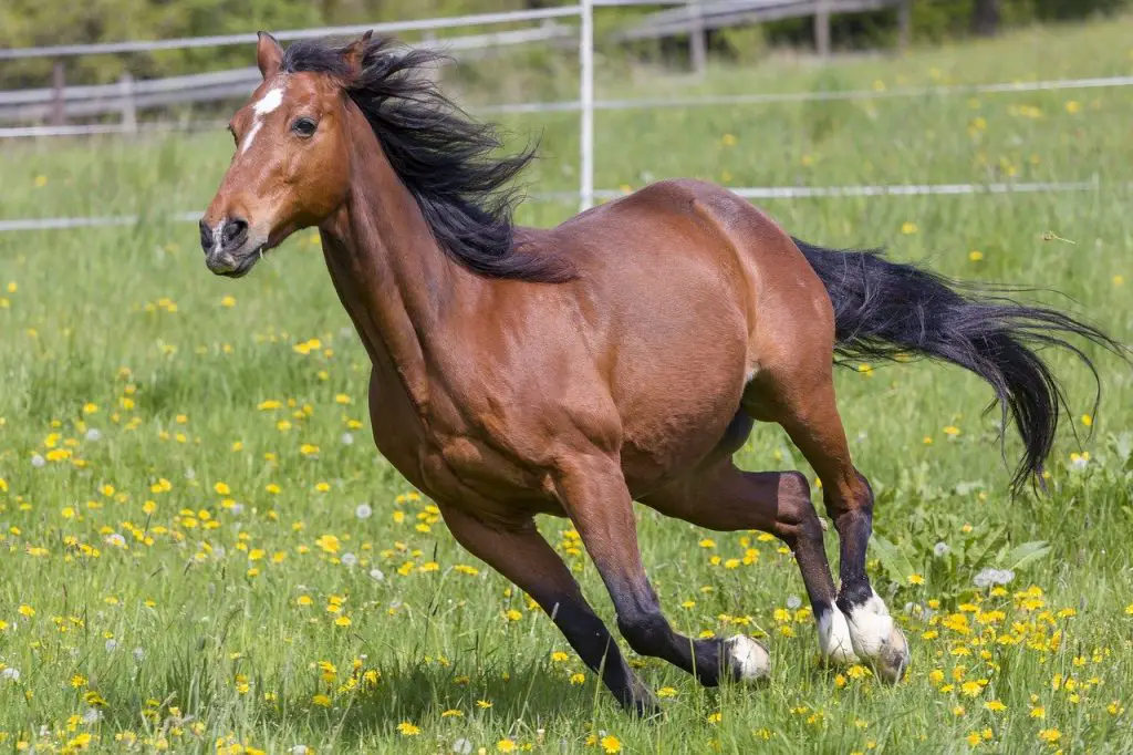 Buttercup Toxicity in Horses