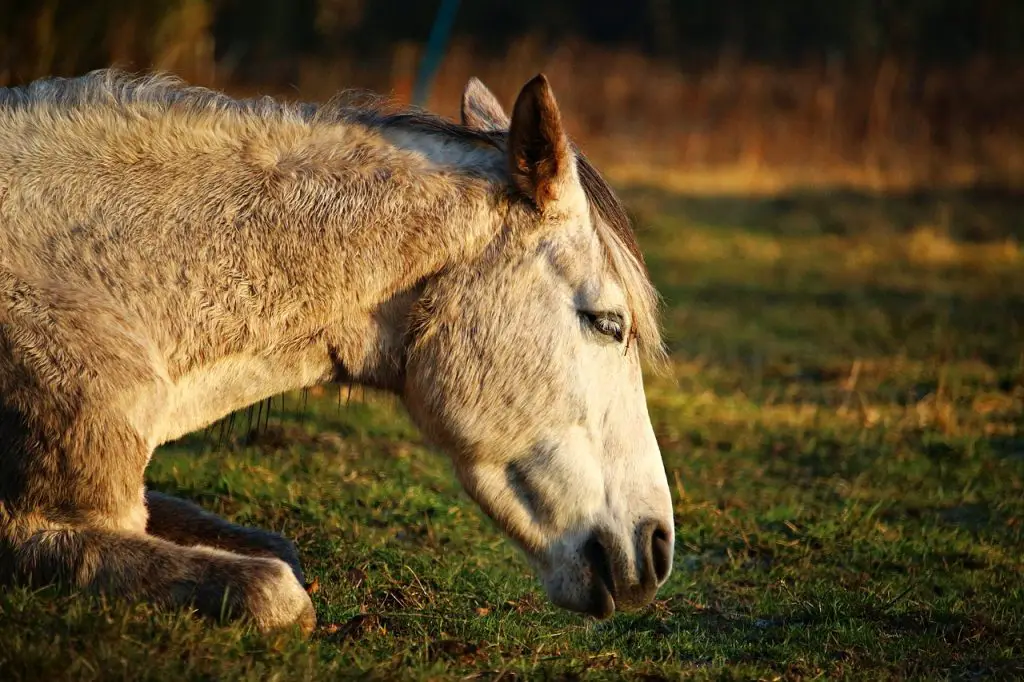  How Horses Sleep