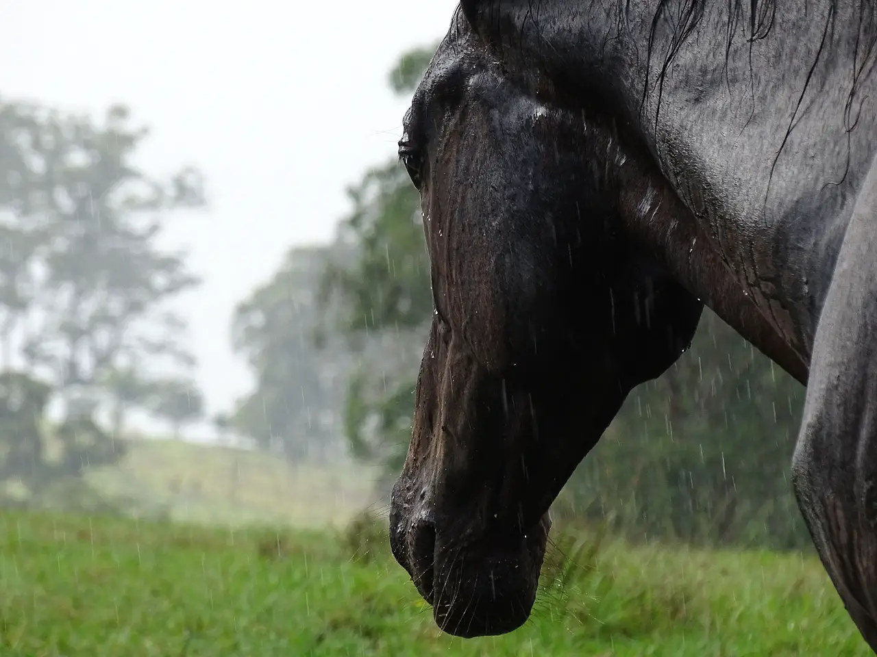 Can Horses Cope With The Rain?