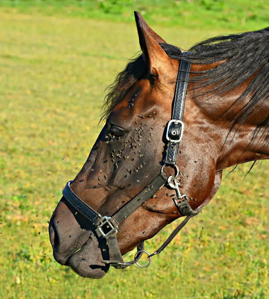 Insect Bite  in Horses