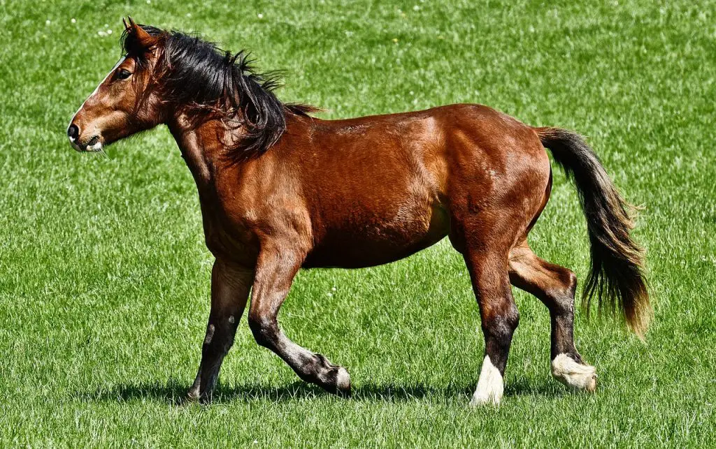 Stall vs. Pasture