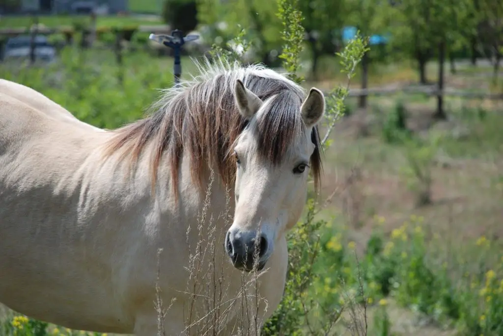 Grulla Horse