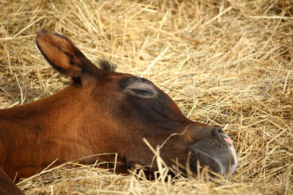 Signs Your Horse May Be Dying and What You Can Do To Help