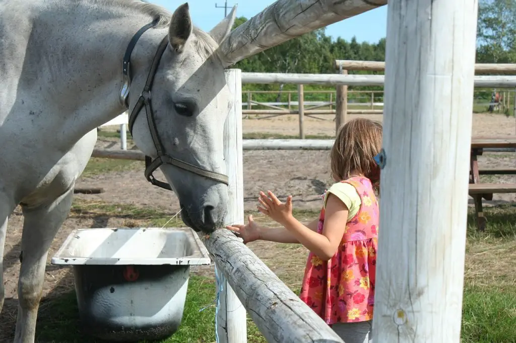 Horses Eat Bananas, Pears, Apples, and Other Fruits