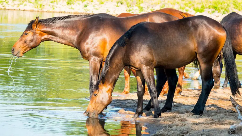 Drinking Behavior of Horses