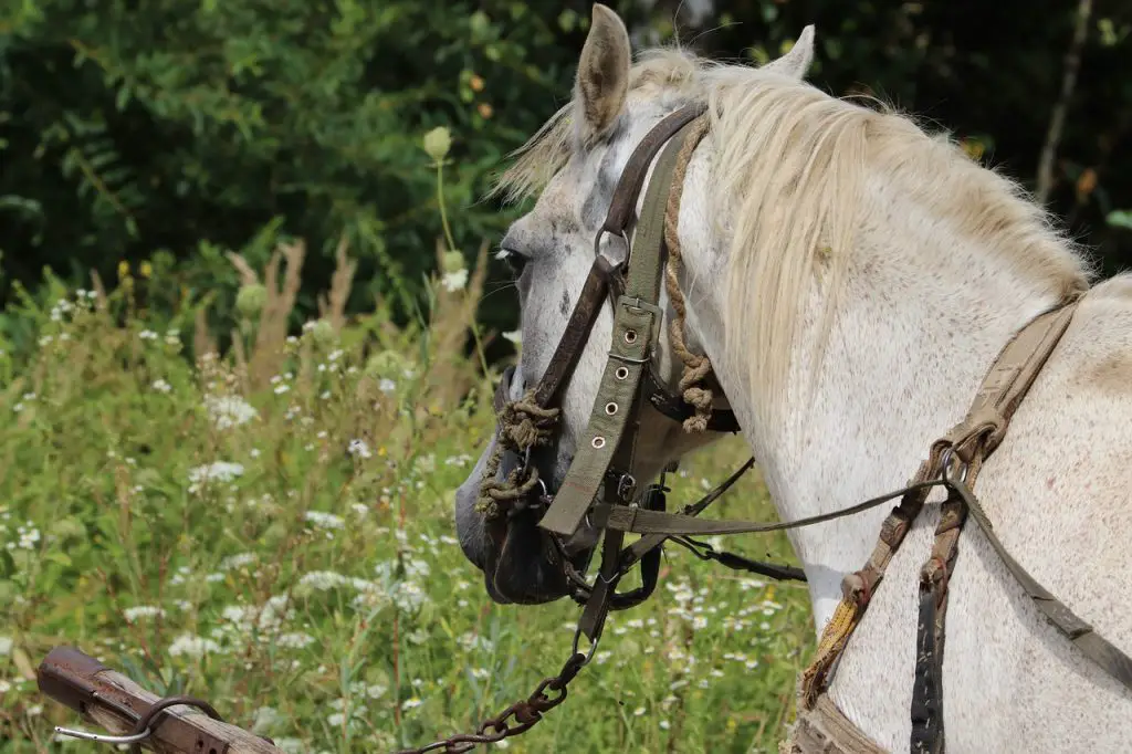 Stress of Estrus Mare Horses