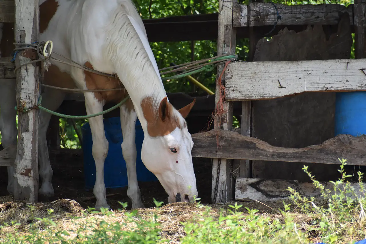 Signs of Internal Illness in Horses