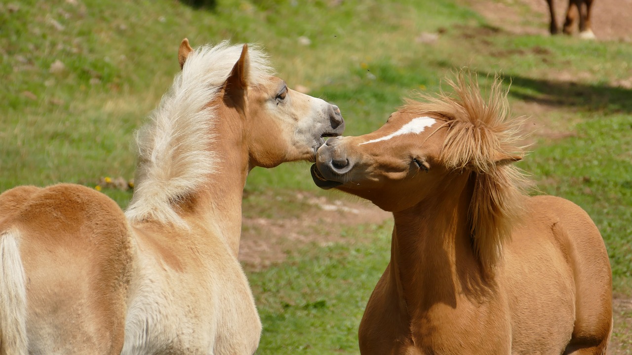 Equine Sexually Transmitted Diseases