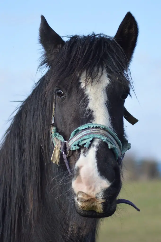 Horses Have Mustaches