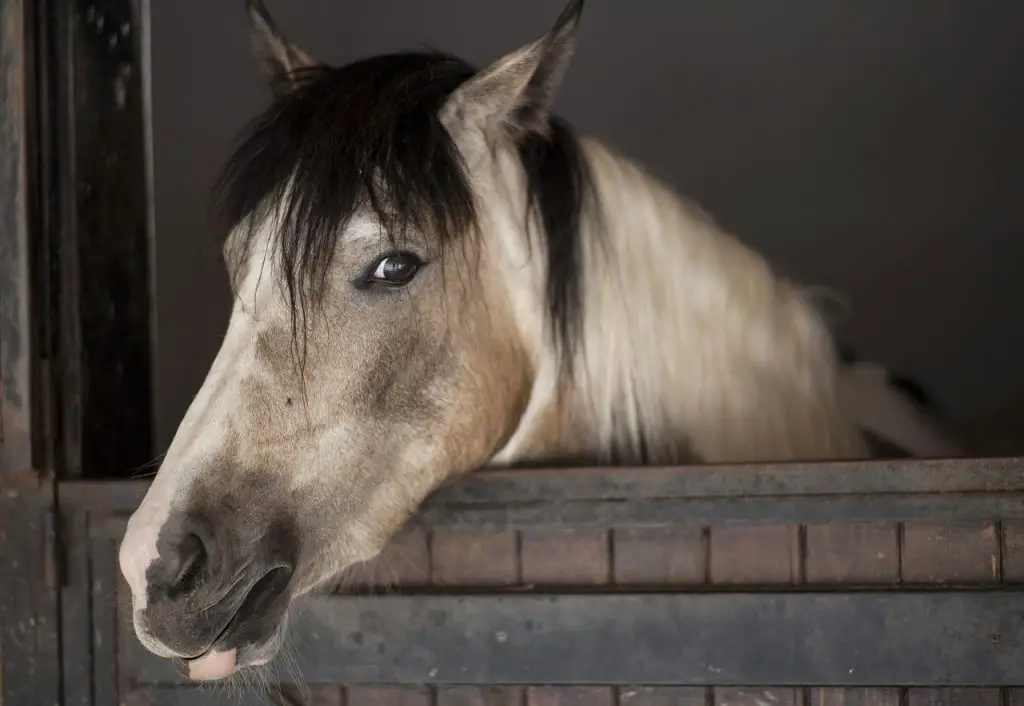 How Your Horse's Vision Differs From Yours
