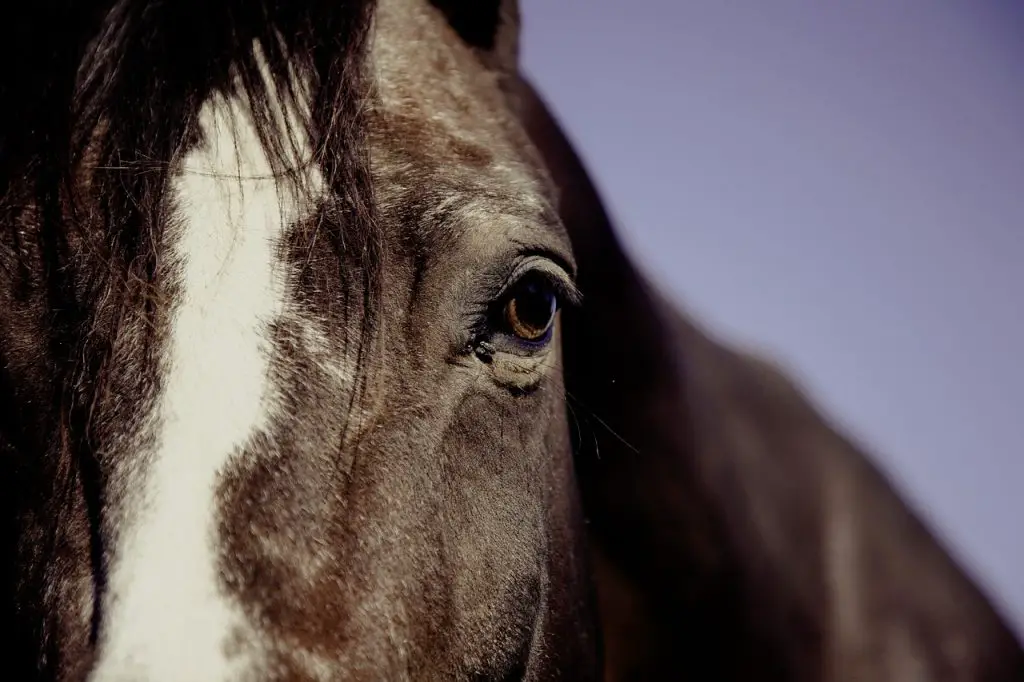 Enteroliths in Horses