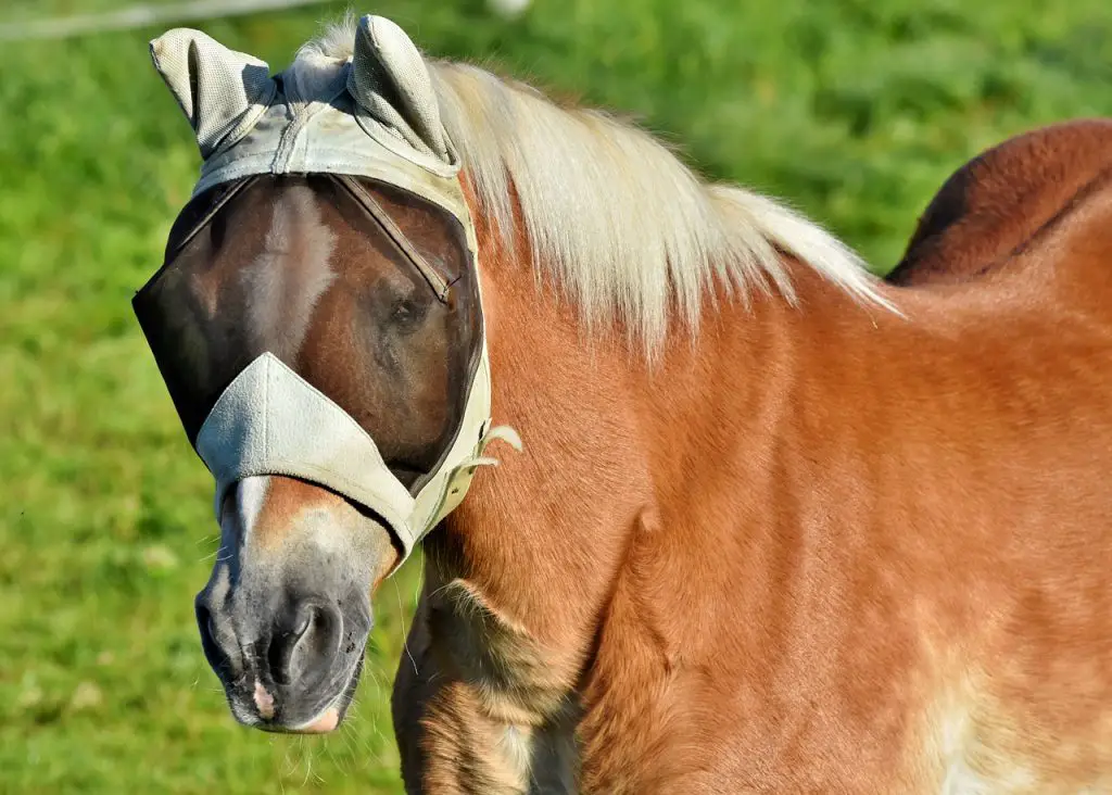 Why Do Horses Wear Masks?