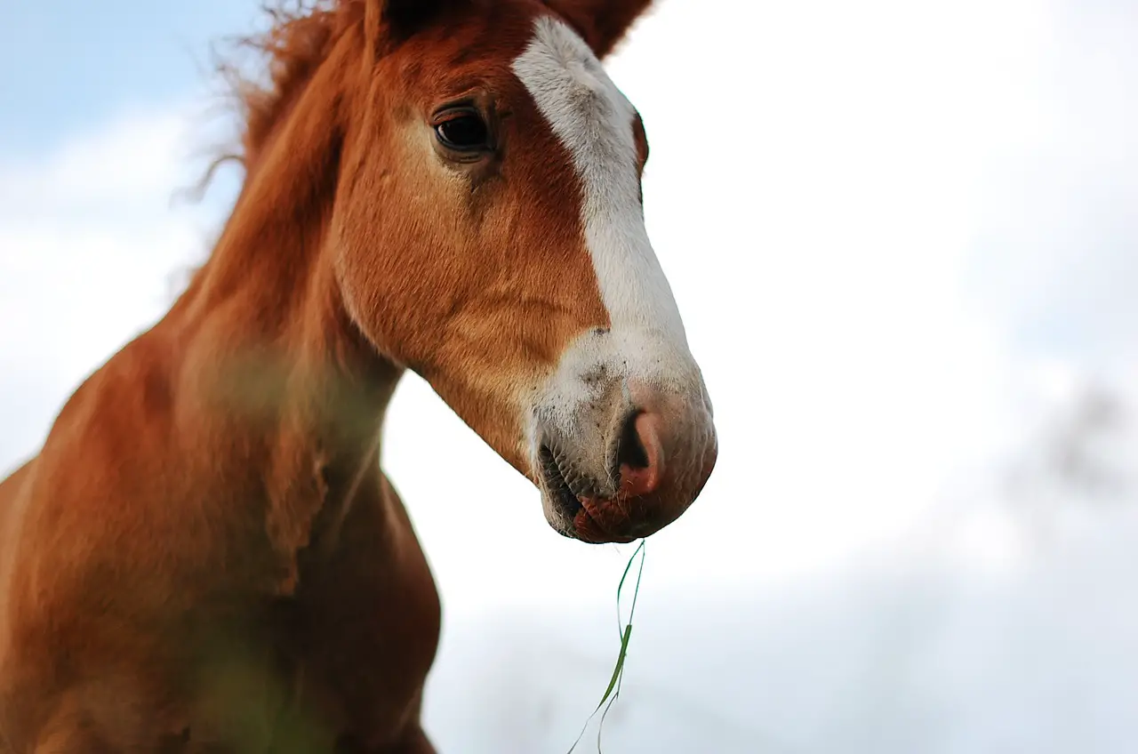 Why Horses Stop Eating