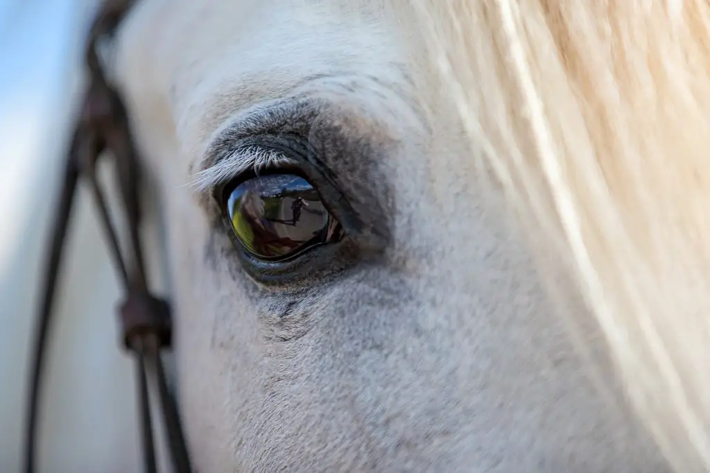 Vitamin C in Horse Diets