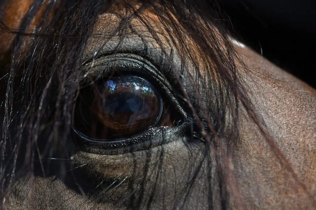 Decoding the Discharge From Your Horse's Eyes
