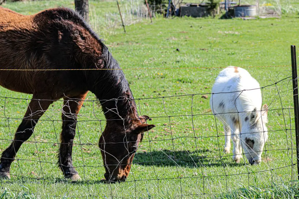 What’s the Difference Between Mini Horses and Ponies?