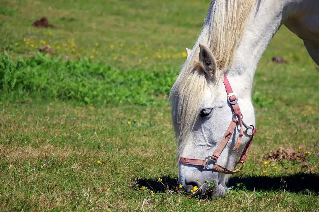 Peppermint for Horses