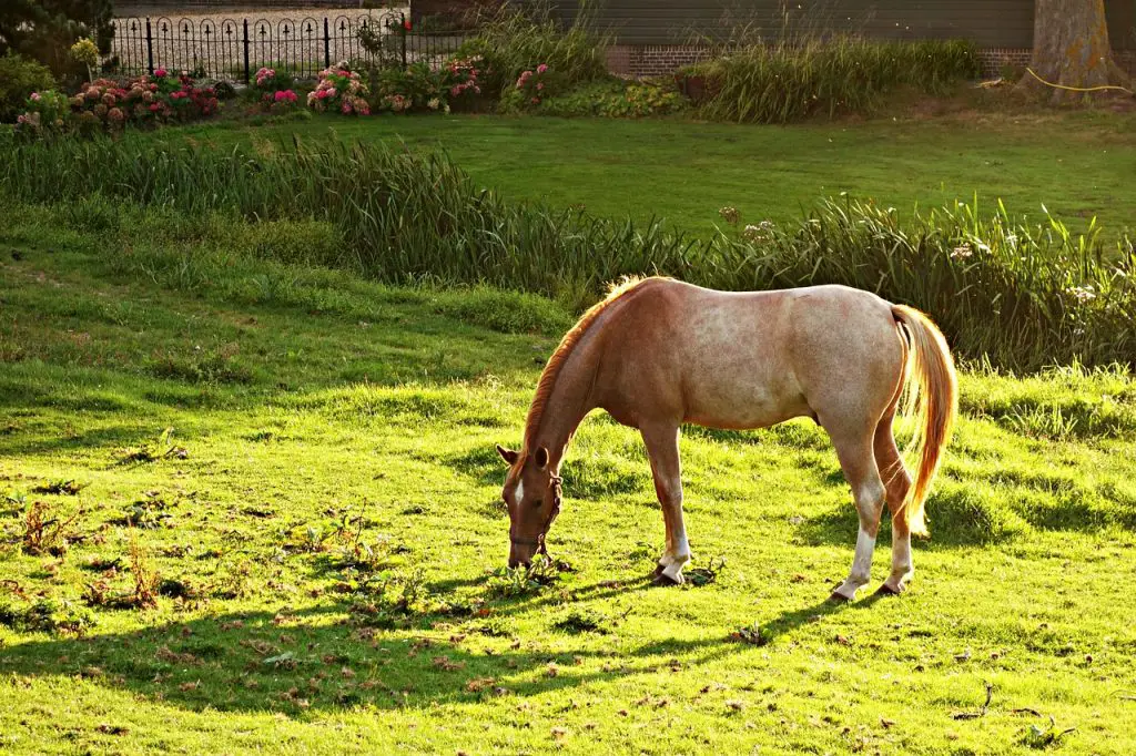 Roan Horses