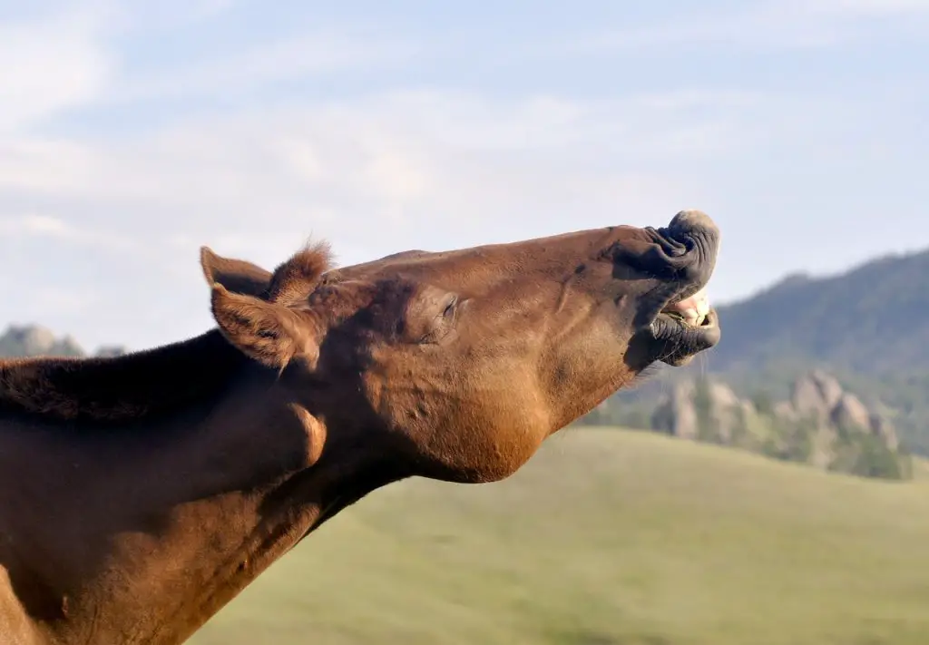 Study confirms cresty necks can predict laminitis