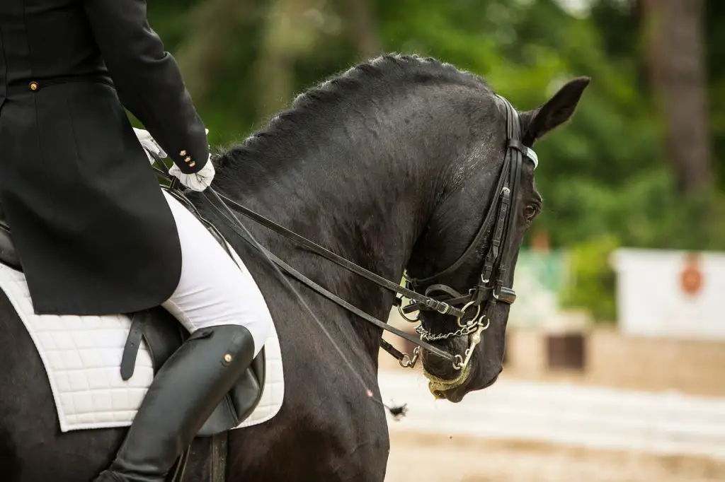 Correct Your Horse Riding Position in Walk