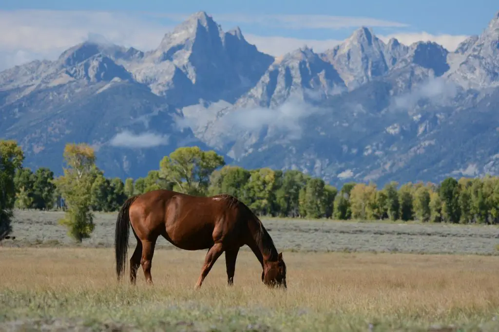 Function and Health of the Horse’s Small Colon and Rectum