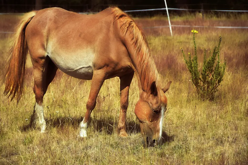 When Do Horses Go Into Heat & What Age Do They Stop Cycling