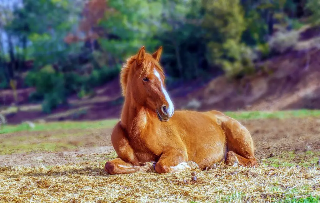 Pinworms in Horses