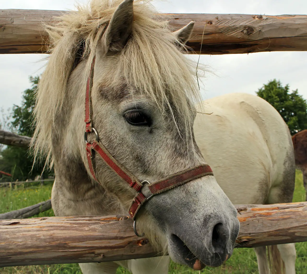 Common Equine Eye Myths on Horses