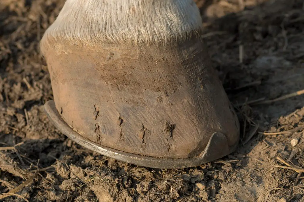 Quarter Cracks in Horses