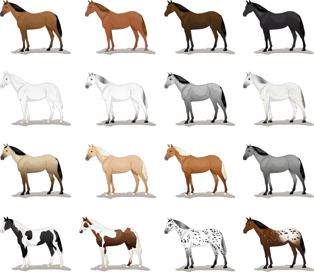 Most Common Horse Colors