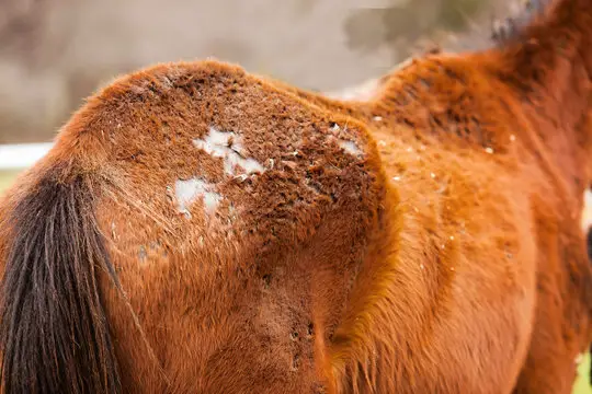Rain Rot on Horses