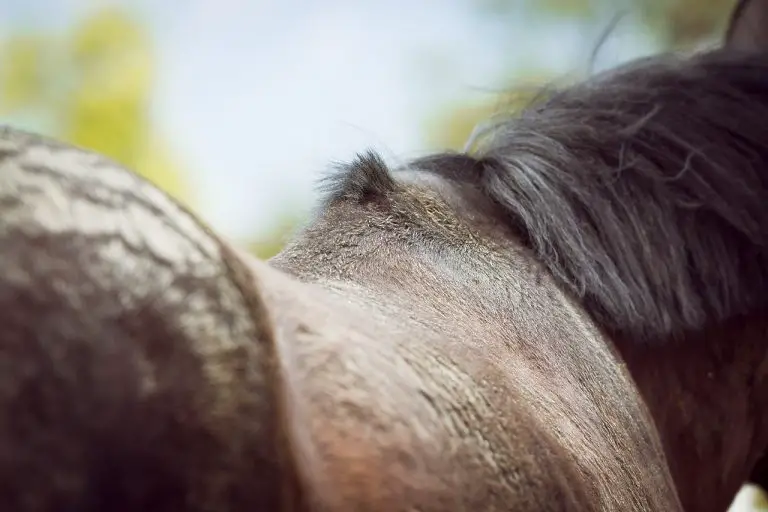 Why Do Some Horses Have Curved Backs? A Look at Swaybacks Just for my