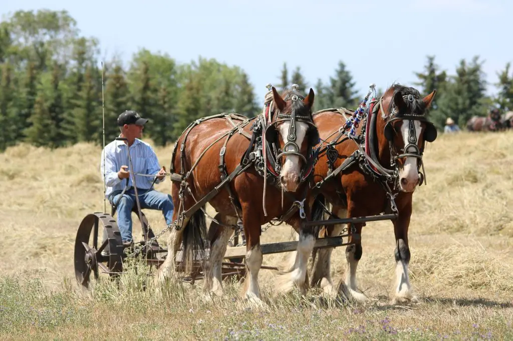 Percheron Vs. Clydesdale