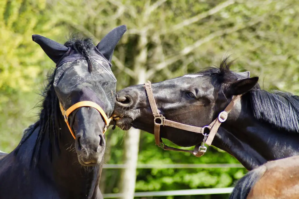 Horse Eye and Face Covers 