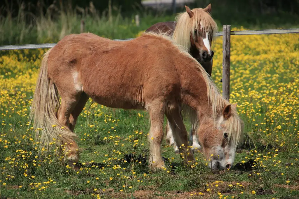 Pony with Confidence