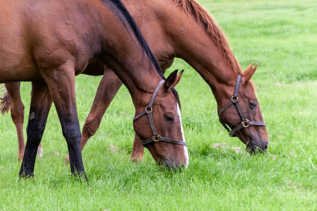 Scoop on Feed Forms