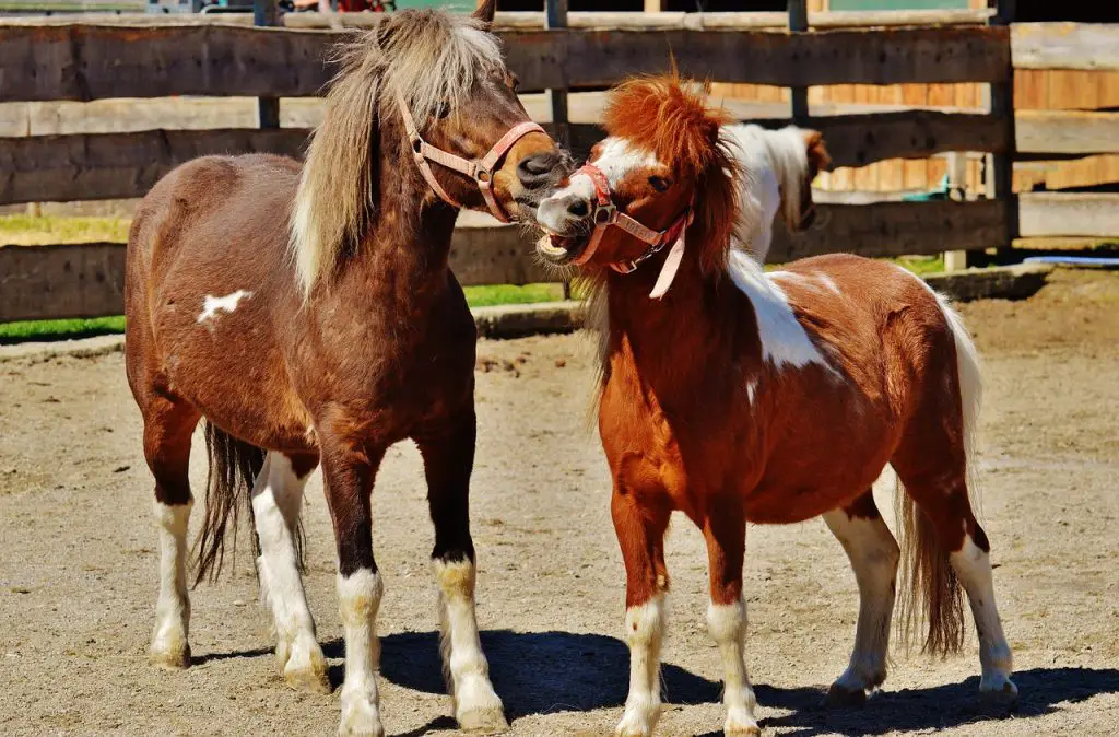 Horse Characteristics