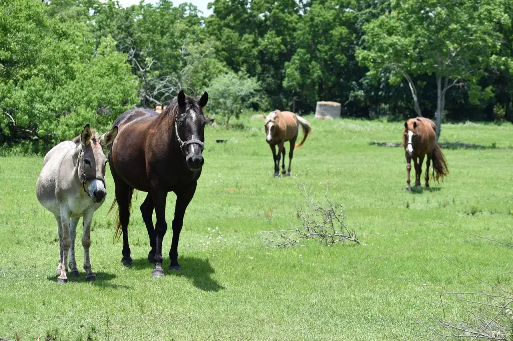 Are donkeys good companions for horses