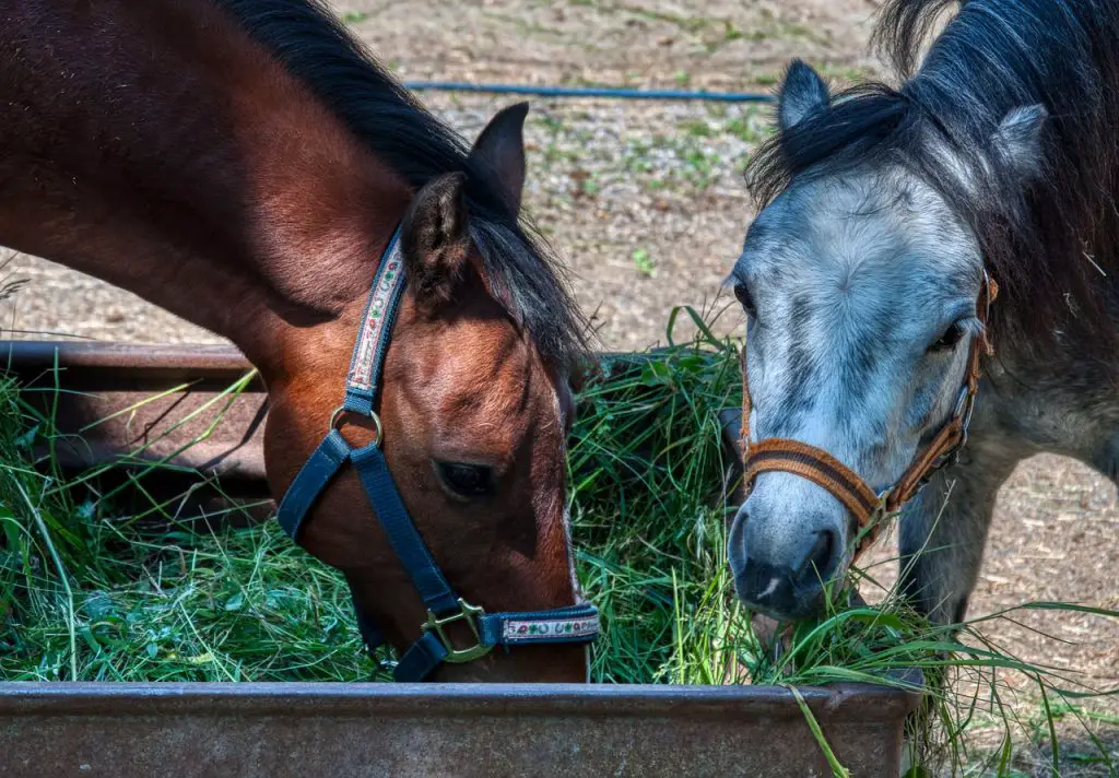 Is It Better to Feed a Horse Once or Twice a Day