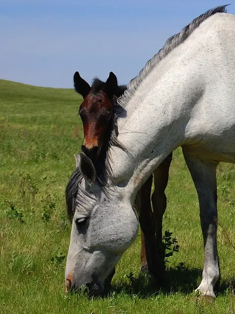 Understand Normal Mare and Foal Behavior