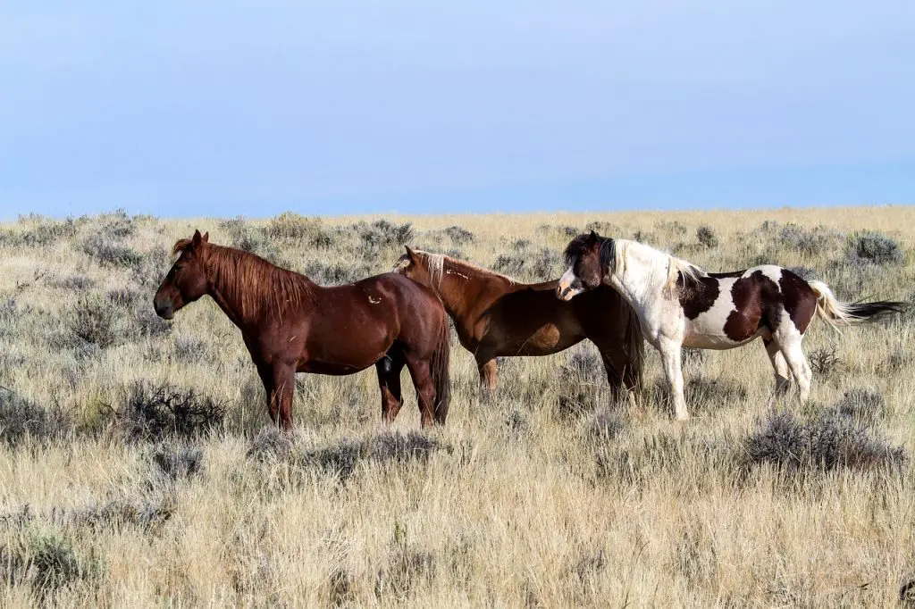 Horses Come to the Americas