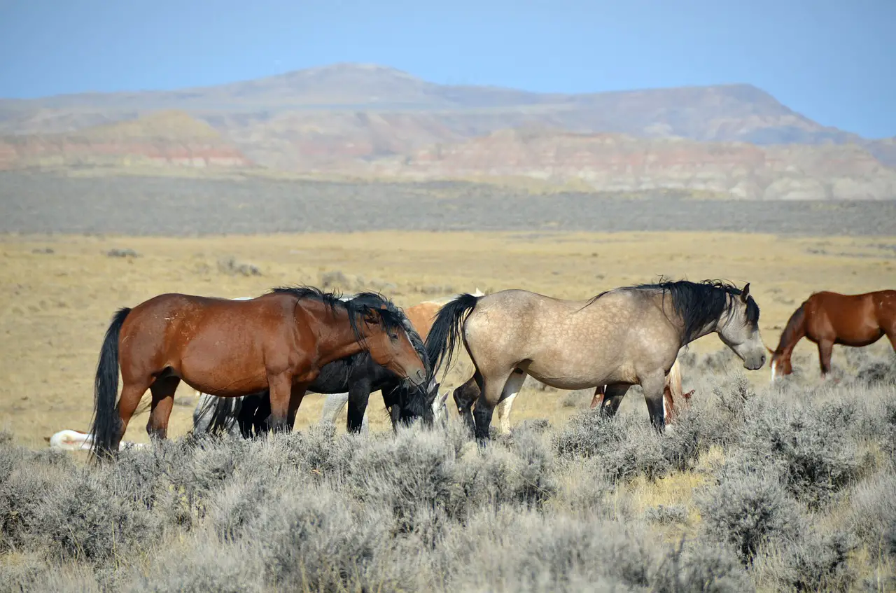 How Do Wild Horses Trim Their Hooves?