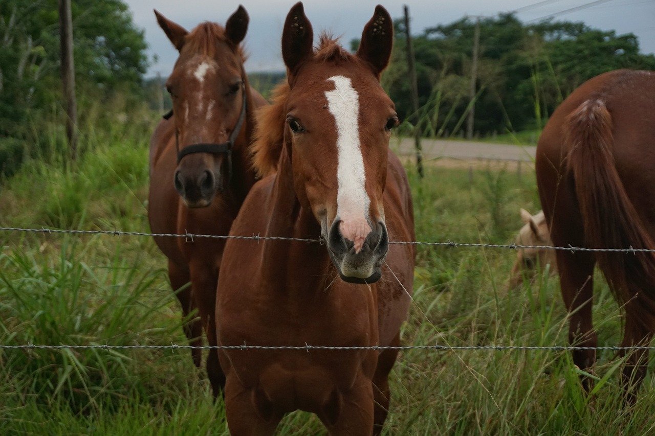 Tick Control in Horses